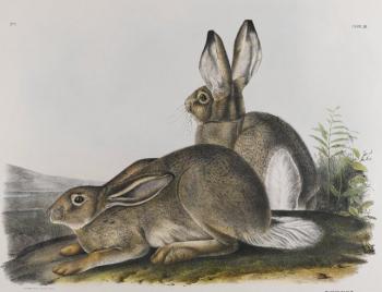 John James Audubon : Townsend's rocky mountain hare